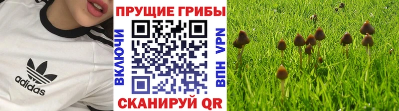 Псилоцибиновые грибы Magic Shrooms Вяземский